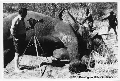 Jack Adams films dead elephant in Africa?