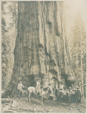 James S. Merriam, Wanda Muir, Helen Muir, Henry Gannett, and John Muir with General Sherman tree at Sequoia National Park, California