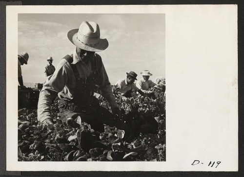 Harvesting spinach on the farm at this relocation center. Photographer: Stewart, Francis Newell, California