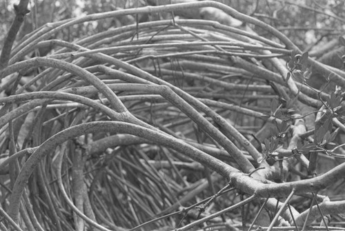 The roots of a mangrove tree, Isla de Salamanca, Colombia, 1977