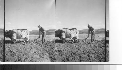Ploughing on Alto Plano Near La Paz, Bolivia, Using Oxen and Wooden Stick