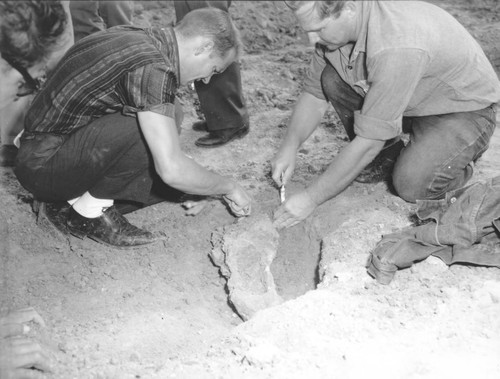 Mammoth fossils