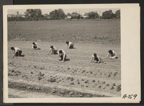 Prior to evacuation, members of the Shibuya family seeding a field on ranch which they own. Evacuees will be housed in War Relocation Authority centers for the duration. Photographer: Lange, Dorothea Mountain View, California