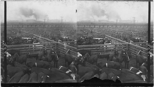 Selling a lot of Steers to a Packing House Buyer, Union Stock Yard