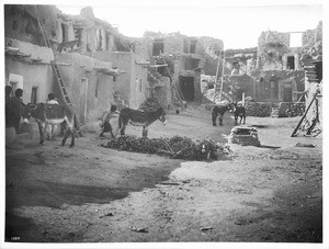 Pile of green boughs in the street of the Hopi Indian village of Mishongnovi for kisi or kiva for the Snake Dance, ca.1900-1901
