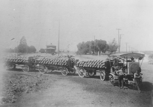 First load of barley pulled by an engine, 1913-14