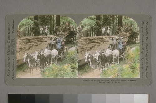 The Fallen Monarch, Mariposa Grove, Yosemite Valley, Cal [California]. U.S.A. 1906. [Hand-tinted.]