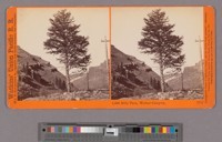 1,000 Mile Tree, Weber Canyon [Utah]. Watkins' Union Pacific Railroad