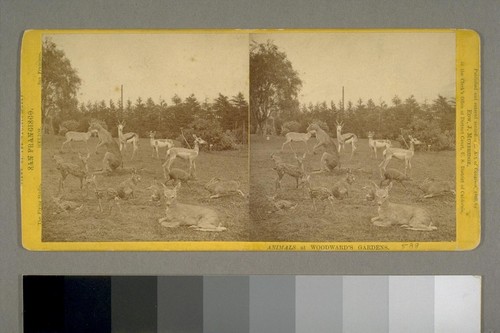 Animals at Woodward's Gardens. Views of the Pacific Coast. San Francisco [California]