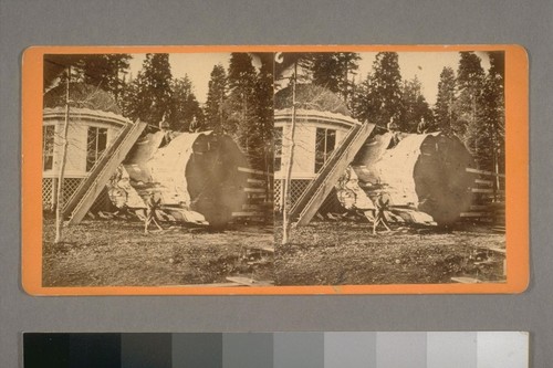 Sawing section of the Original. 98 ft. at base. [Yosemite Valley, California.] 1868