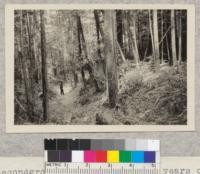 Secondgrowth Redwood about 50 years old thinned for cordwood. Lands of The Pacific Lumber Company, Humboldt County, California. D. T. Mason - 9- '22