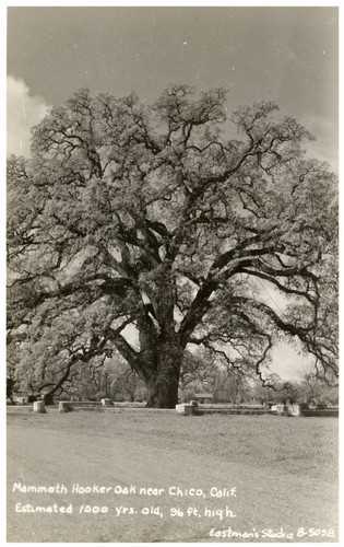 Hooker Oak Tree