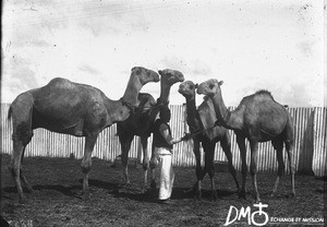 Man and camels, Pretoria, South Africa, ca. 1896-1911