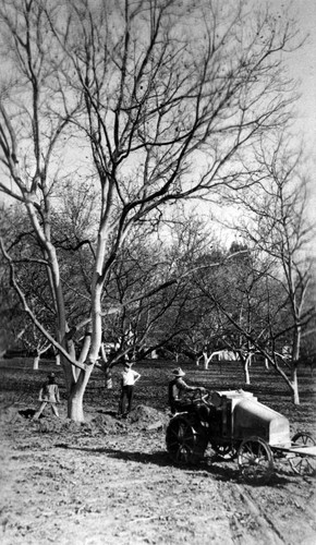 Sam Stanley using a tractor to pull out his walnut trees to replace them with orange trees, Tustin