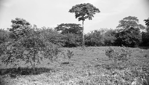 Landscape with trees, San Basilio de Palenque, 1976