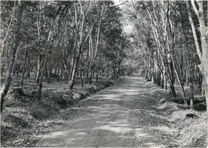 Road to Dijangue, in Cameroon