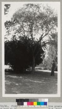 4/10/41. Phoenix, Arizona. Cork Oak tree growing in the yard at former home of Dr. Lenz, 117 E. Palm Lane, Phoenix, history unknown. B. E. Tade, Phoenix