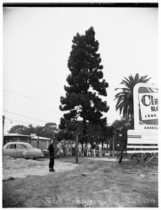 Seventy-foot Christmas tree... Long Beach... handless Korean veteran atlLot where he will open Christmas sales; tree was decorated by members of Local 11, Brotherhood of Electrical Workers, American Federation of Labor, 1951