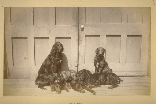 [Kennel of Harry Babcock.] 1883