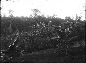 Wild banana trees, Lemana, Limpopo, South Africa, ca. 1906-1907
