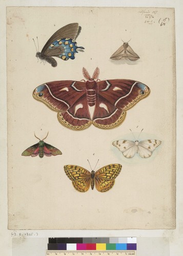 Six butterfly and moth types, some from Mariposa area, California