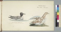 Procellaria Capensis, Cape Pigeon caught off Cape Horn [and] Kotzebue Sound, Tetrao Albus Ptarmigan