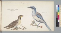 San Francisco, Oriolus Icterus, Thrush (1/2 nat[ura]l size, [and] Carrus, Jay [birds, California]
