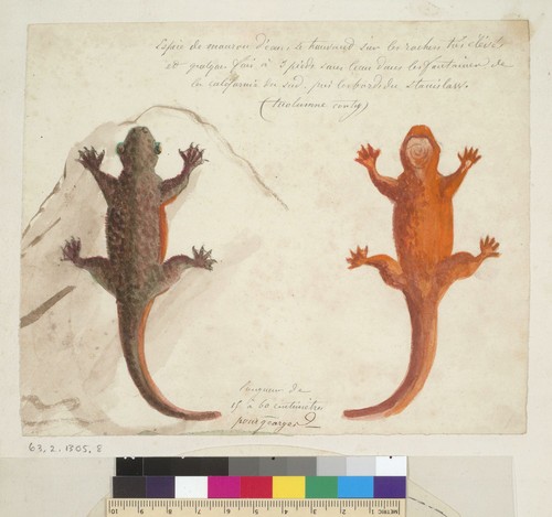 [Water lizard from Tuolumne County area, California)