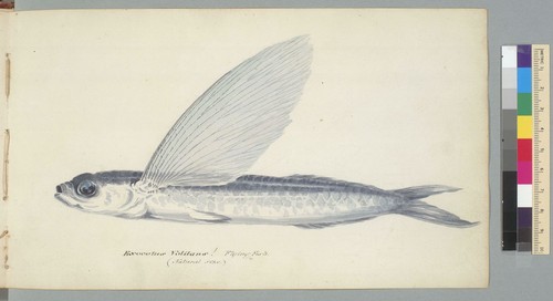 Exocetus Volitans, flying fish, natural size