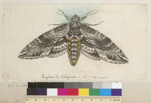 [Developed Death's Head moth, California]