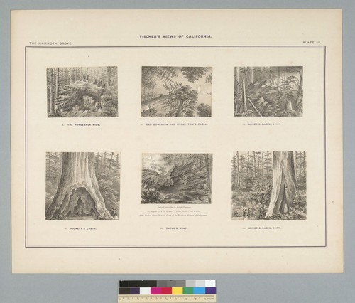 [Six views of trees]