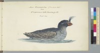 Alca Cristatella (Crested Auk) [bird] from St. Laurence Isl[an]d, Beering's St. [Bering Strait], (1/2 natl. size)