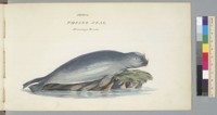 Phoca, Ursine Seal, Beering's Straits [Bering Strait]