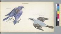 San Francisco, 2/3 nat[ura]l size [two birds not identified by captions, California]