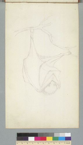 [Study of a bat]