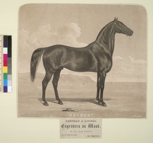 Belmont [horse]