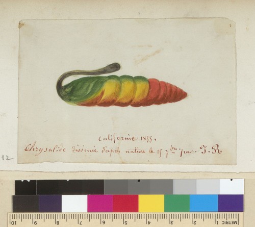 [Chrysalis of a caterpillar]