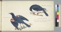 San Francisco, Oriolus Phoenicus, Red Winged Starling, Californian name Chanates [bird], 2/3 nat[ura]l size old bird, 2/3 nat[ura]l size young bird