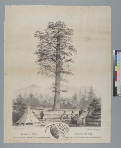 Mammoth Arbor Vitae [redwood]: standing on the head waters of the Stanislaus & San Antoine Rivers, in Calaveras County, California