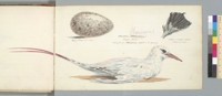 Phoeton Aethereus, Tropic bird caught at Matilda Isl[an]d, So[uth] Pacific; egg (natural size); [and foot] rather smaller than natural size