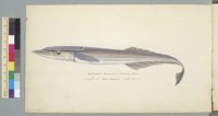 Echeneis Remora, Sucking fish, caught at Bow Island, South Pacific