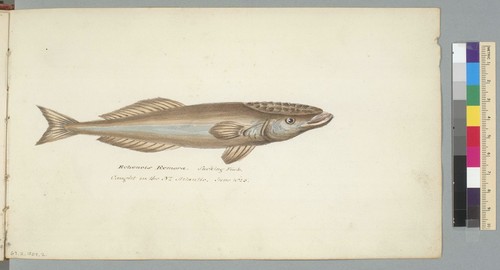 Echeneis Remora, Sucking fish, caught in the No[rth] Atlantic, June 1825