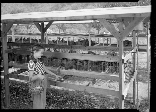 Rennick, Avery, residence. Girl in chicken coop