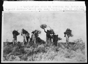 View of workers harvesting guayule in Mexico