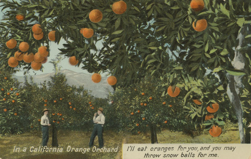 California orange orchard, 1905