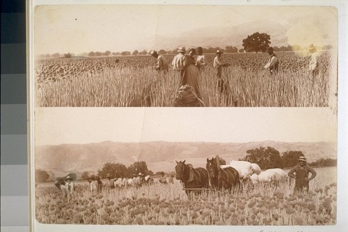 [Workers in field]