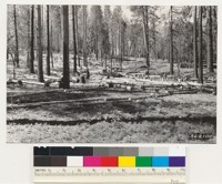 Georgetown-Spanish Dry Diggins Road. Salvage of fire-killed second growth (70-year old) ponderosa pine for wood and mine timber for Slager Mine. El Dorado Co