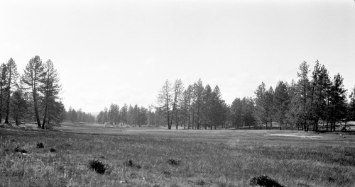 Grassy opening in yellow pine forest, Sierra Juarez