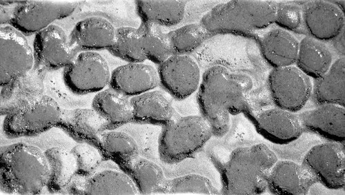 Mussel tracks in the sandstone shelf