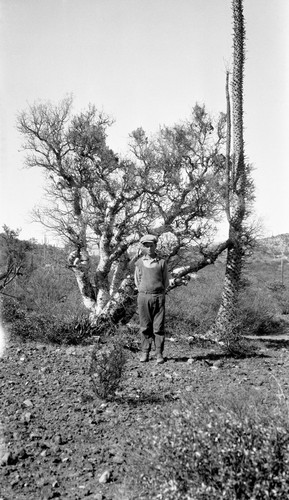 Elephant tree with much yellow parasite two miles northeast of Santa Catarina with Edmundo Sandes, standing